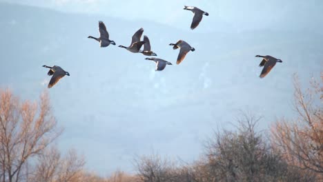 Imágenes-En-Cámara-Lenta-De-Pájaros-En-Vuelo