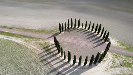 group of cypresses in tuscany near san quirico d'orcia. circular aerial view of cypress ring in val d'orcia. italy