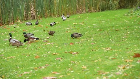 un grupo de patos paseando por un bonito parque