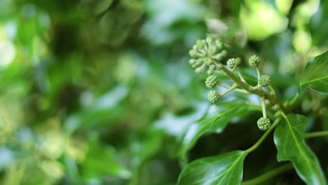 close-up of ivy buds in natural setting