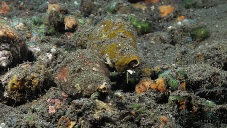 a group of deadly poisonous cone snails move about amongst the rubble scattered on the ocean floor