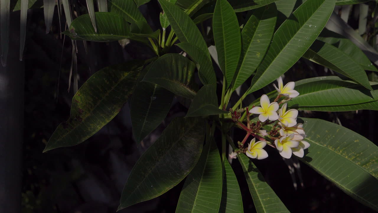flores de plumeria en un jardín tropical