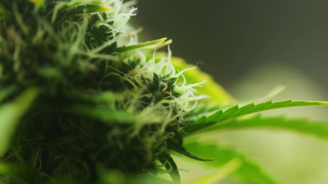 4K Cinematic close up macro footage of weed flowers and leaves on marijuana plants in an indoor growing house farm