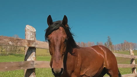 Buckeye-color-horse-with-shiny-fur-stands-by-vintage-fence