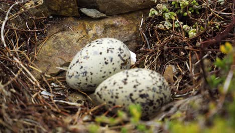 Eggs-of-Black-Oystercater-Bird-in-Small-Nest-in-South-Africa,-Closeup