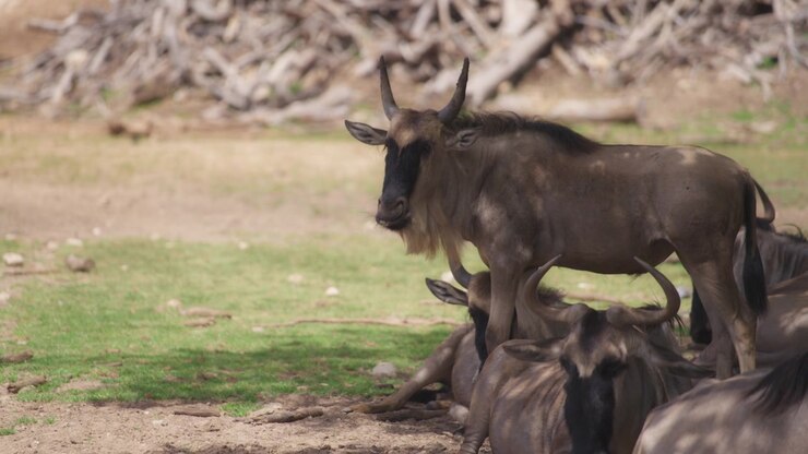 Mandria di gnu che pascolano in natura.