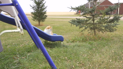 Kitten-sitting-on-a-slide