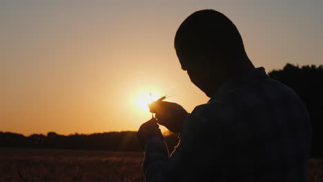 Silhouette-of-a-farmer-studying-wheat-at-sunset