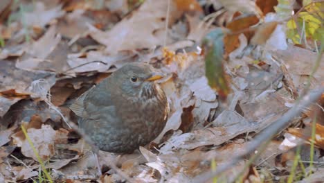 Pájaro-Ermitaño-Tordo-En-El-Parque-Nacional-De-Veluwe,-Países-Bajos,-Primer-Plano