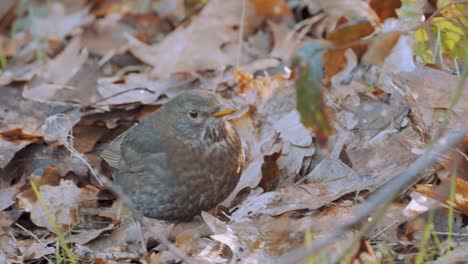 veluwe 국립 공원, 네덜란드에 있는 소라 아구창 새를 닫습니다.