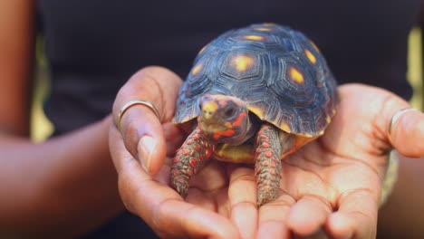 Ligera-órbita-De-Cámara-De-Tortuga-De-Patas-Rojas-En-Manos-Afroamericanas-Femeninas