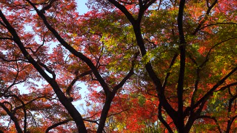 Looking up at vibrant autumn color trees against blue sky
