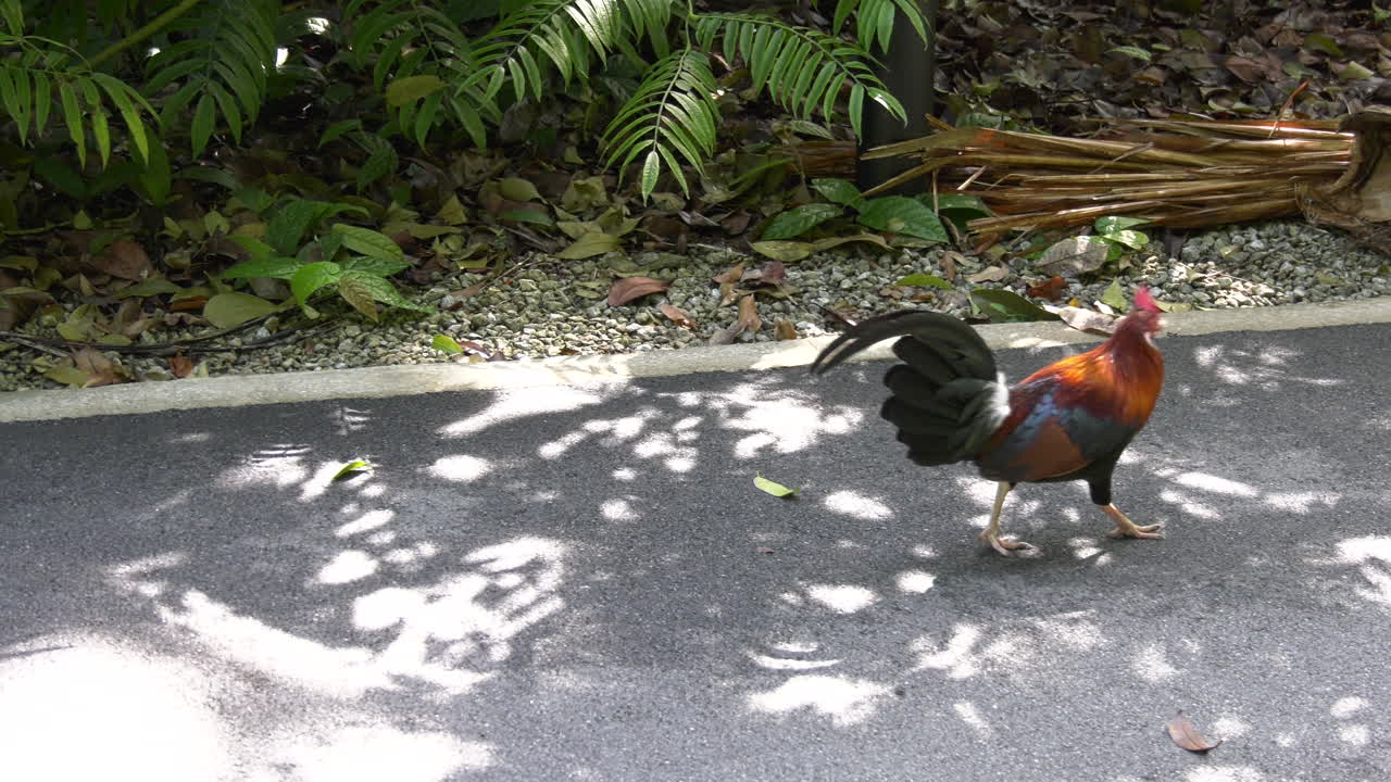 A colorful rooster looking for food at the Singapore Botanic Gardens