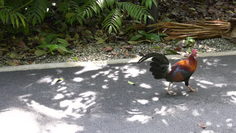 a colorful rooster looking for food at the singapore botanic gardens