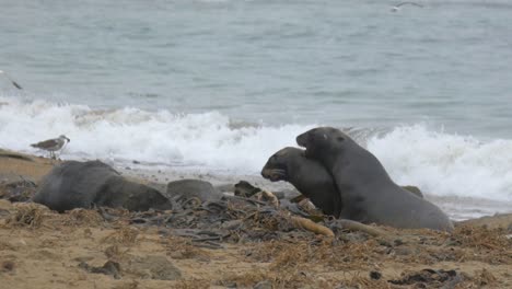sea lions chasing the birds flying around the shore in catlins, new zealand - medium shot