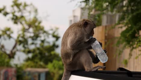 el macaco abre hábilmente y bebe de la botella