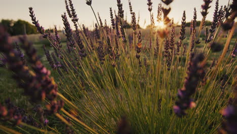 row of lavender bushes at sunset