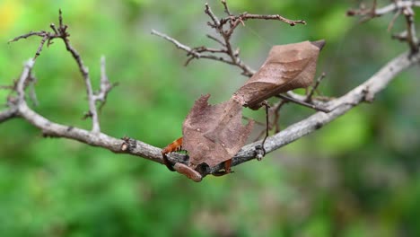 Tote-Blattgottesanbeterin,-Deroplatys-Desiccata