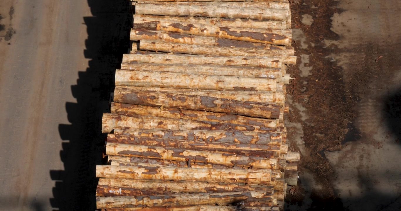 Piles of Pinus radiata in Waimahara Log Wharf, located in the Shakespeare Bay.Timber industry is an important industry for New Zealand.
