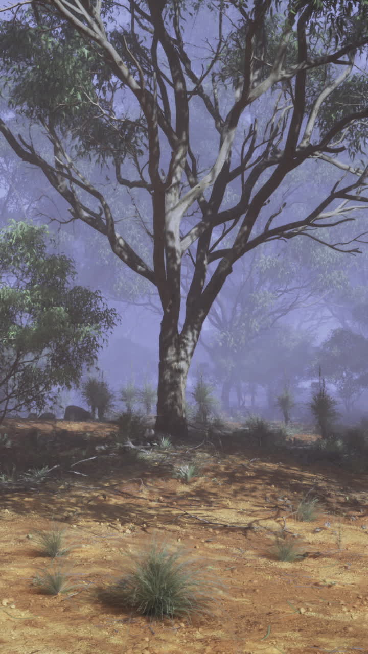 La nebbia avvolge un sereno paesaggio australiano con alberi di eucalipto