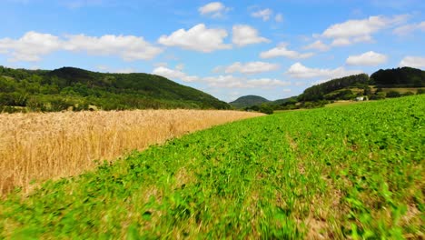 flying-over-golden-ripe-fields-of-barley