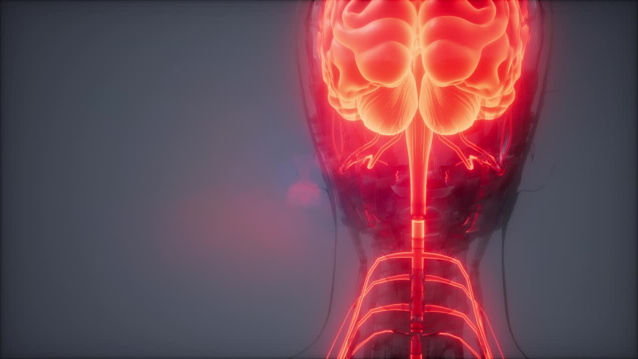 examen de radiología del cerebro humano