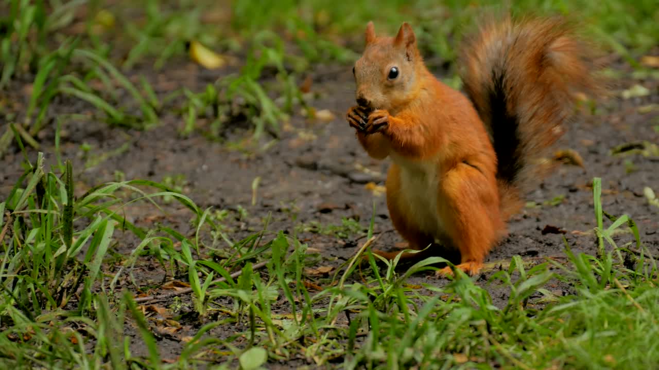 귀여운 은 다람 숨기는 견과류