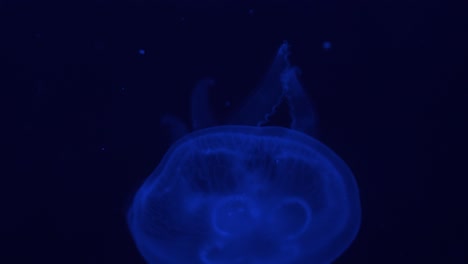 fondo oscuro de 4k para nadar medusas iluminado con luz azul moviéndose lentamente de arriba a abajo