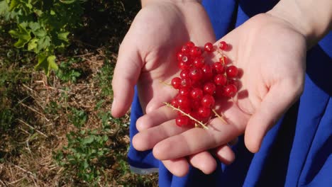 Rote-Johannisbeere-Auf-Der-Hand-Eines-Mädchens-Im-Blauen-Volkskleid-An-Einem-Sonnigen-Sommertag,-Statisch