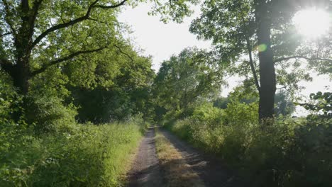 country lane through lush forest