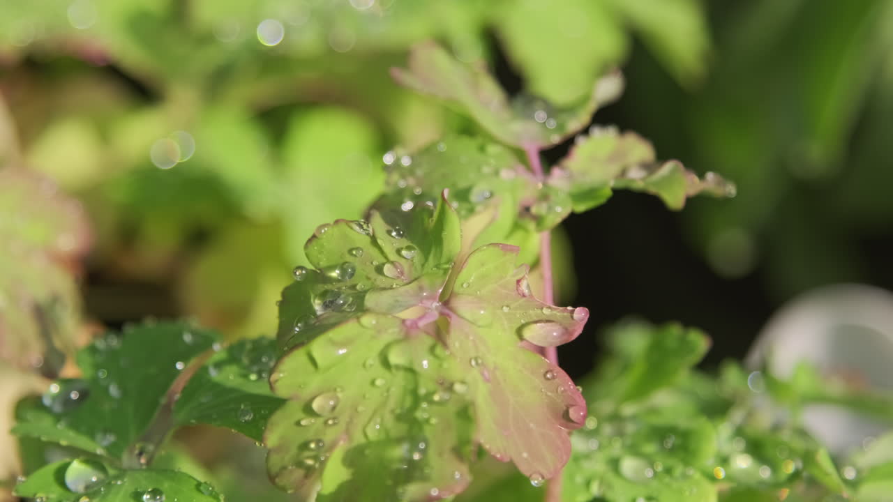 Close-up of leaves with water droplets