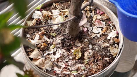 regar una planta en una olla