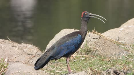 Ibis-De-Nuca-Roja-En-El-área-Del-Estanque---Relajante