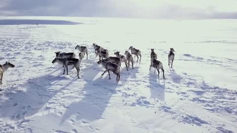 drone follows a herd of reindeer in the icelandic winter wilderness just before sunset