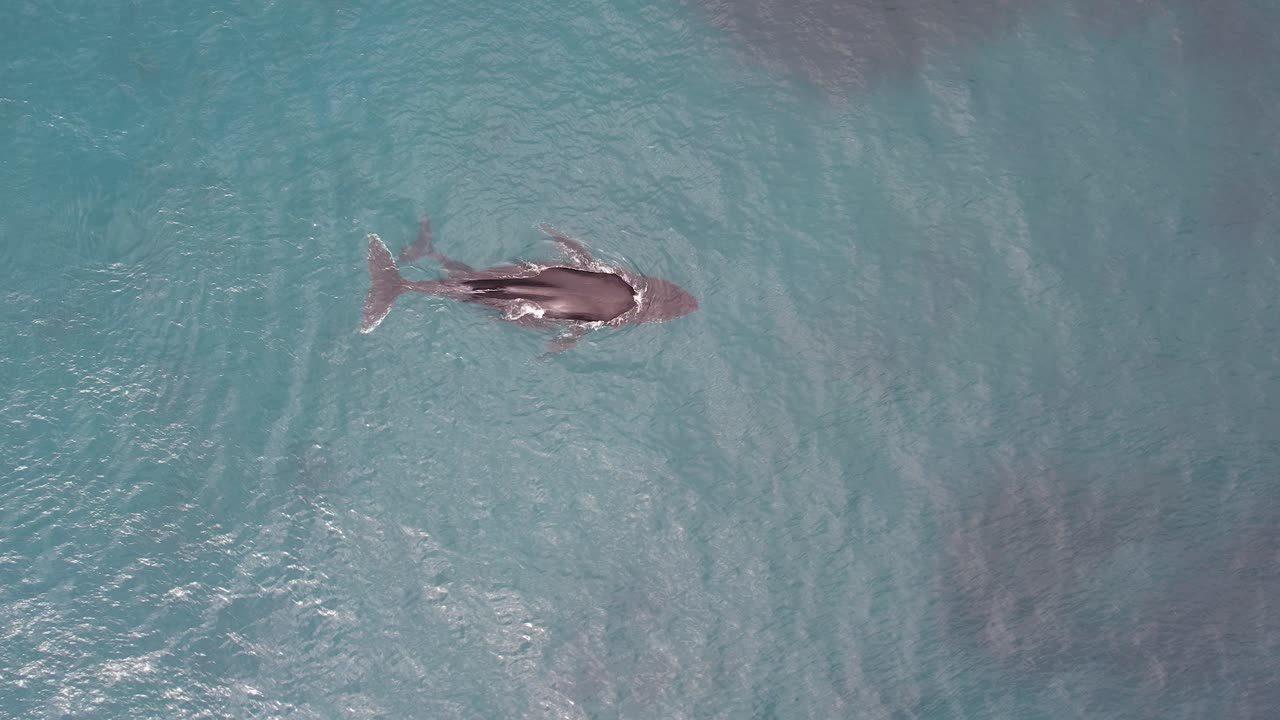엄마와 새끼 고래가 서 오스트레일리아에서 함께 수영하고 호흡합니다.