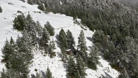 Antenne,-Schneebedeckte-Kiefern-Auf-Einem-Berghügel-Im-Winter