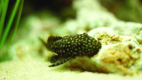 loris catfish in aquarium