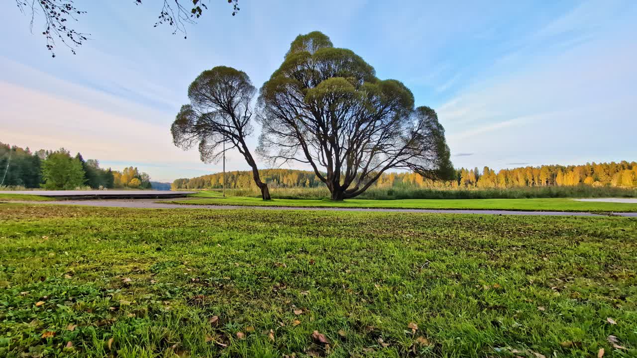 Salici su un campo verde vicino a un lago calmo, con una foresta autunnale sullo sfondo.