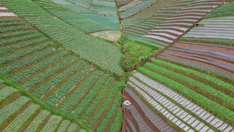 Vista-Aérea-Del-Campo-Agrícola-En-Terrazas-En-La-Ladera-De-La-Montaña---Plantación-De-Vegetales-Asiáticos