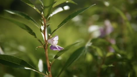 Still-shot-of-a-white-and-purple-flower-on-a-tree-branch,-swaying-in-the-wind