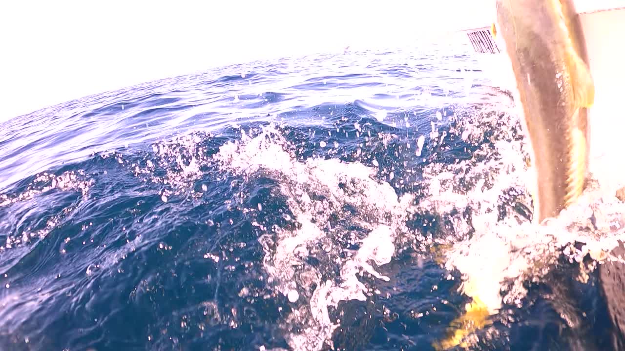 방어 물고기는 재빠르게 어선에 실려 옵니다