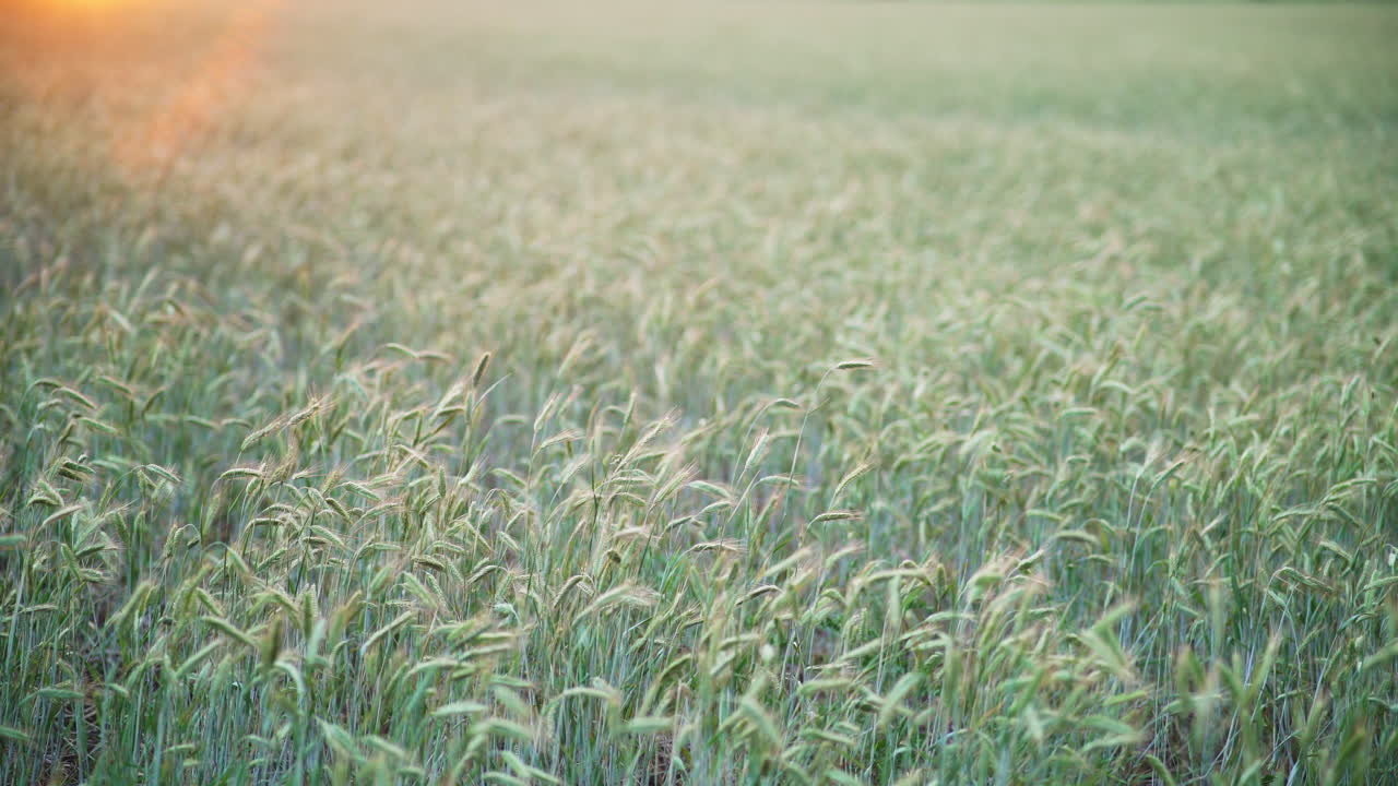 에서 밀 부분이 어지고, 뒷면이 초점 밖으로 흔들리며, 구석에서 오렌지색 빛이 꽃을 피우고 있습니다.
