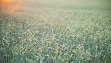 Tops-of-wheat-in-field-blow-and-sway-with-background-out-of-focus-as-orange-sun-flare-blossoms-in-corner