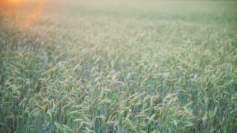 las puntas de trigo en el campo soplan y se balancean con el fondo fuera de foco como flores de sol naranja en la esquina