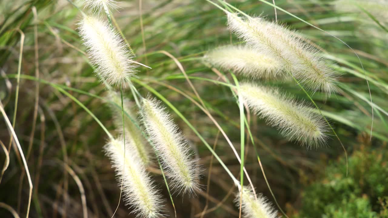 Primo piano di infiorescenze pelose di erba Pennisetum che ondeggiano dolcemente sotto la luminosa luce solare esterna.
