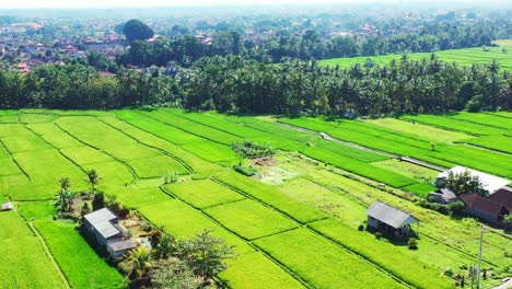 Aerial-of-a-beautiful-landscape-filled-with-vibrant-green-crop-fields-in-Indonesia