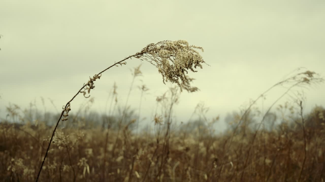 A dead plant blowing in the wind