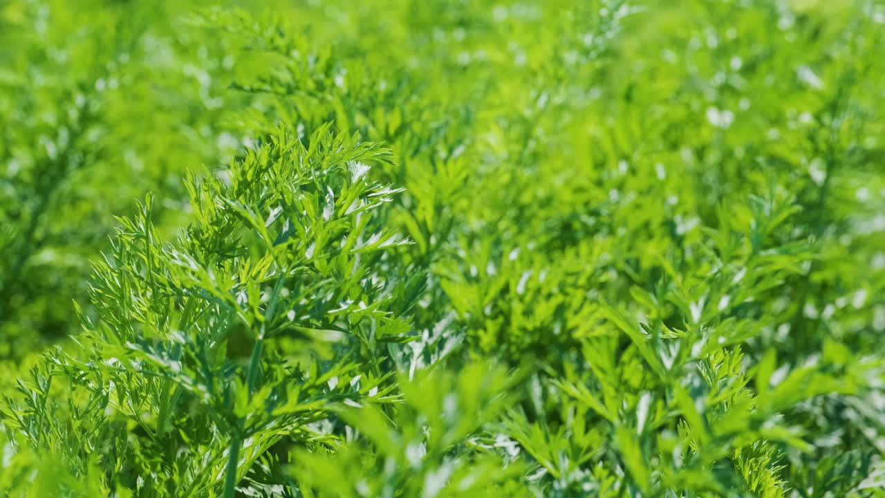 땅속에서 자라는 당근 식물, 유기농, 에서 줄, 클로즈업.