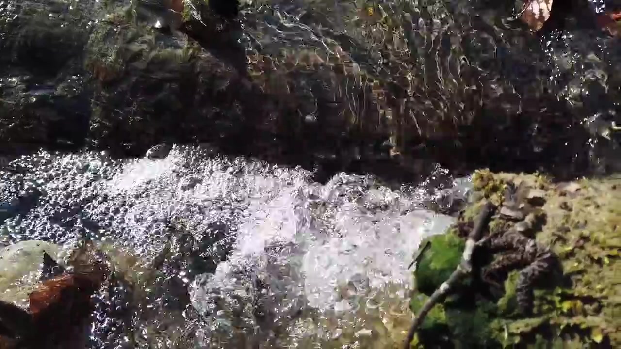 Ruscello nel bosco. Riprese in primavera.