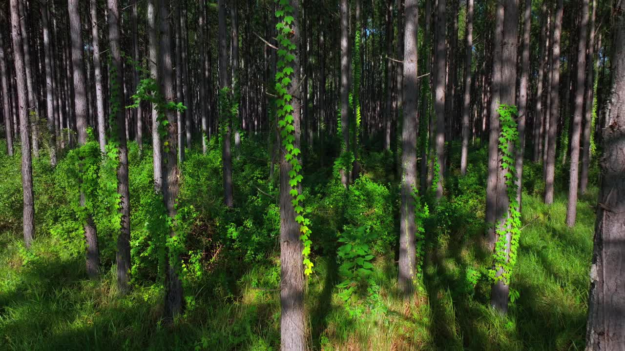 Lush Green Forest with Ivy Vines Climbing Pine Trees